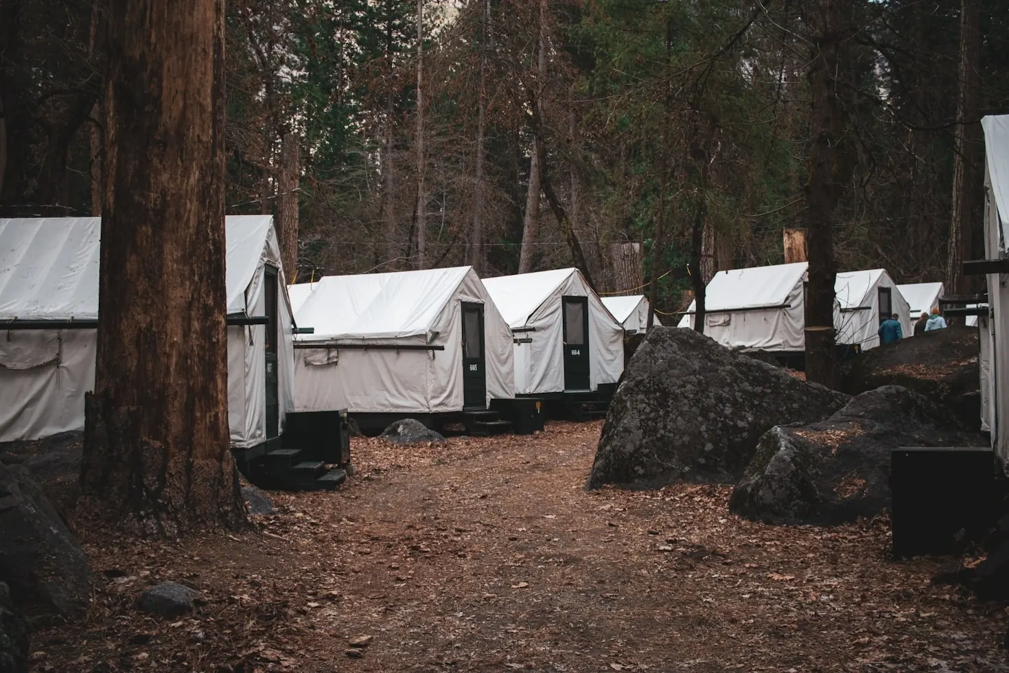 Tents set up among tall pine trees at a retreat campsite